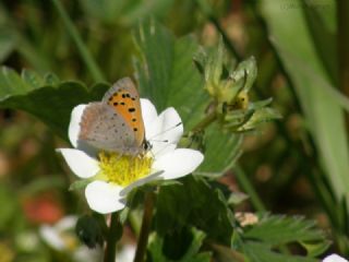 Benekli Bakr Gzeli (Lycaena phlaeas)
