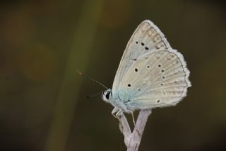 okgzl Dafnis (Polyommatus daphnis)