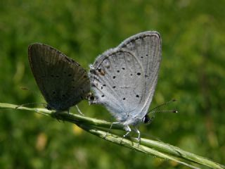 Fransz Everesi (Cupido alcetas)