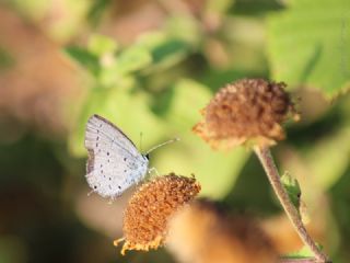 Fransz Everesi (Cupido alcetas)