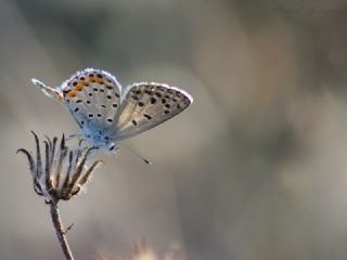 Himalaya Mavisi (Pseudophilotes vicrama)
