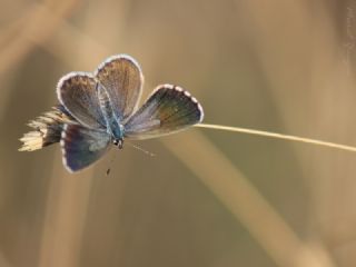 Himalaya Mavisi (Pseudophilotes vicrama)