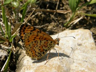 Benekli parhan (Melitaea didyma)