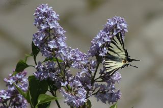 Erik Kırlangıçkuyruk (Iphiclides podalirius)