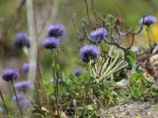 Erik Krlangkuyruk (Iphiclides podalirius)