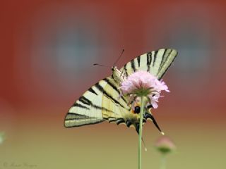 Erik K�rlang��kuyruk&nbsp;(Iphiclides&nbsp;podalirius)