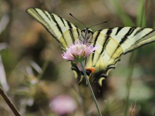 Erik Krlangkuyruk (Iphiclides podalirius)