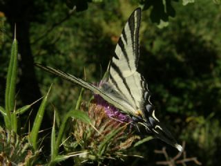 Erik Krlangkuyruk (Iphiclides podalirius)