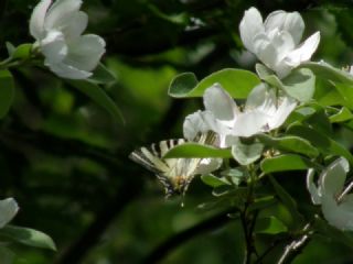 Erik Krlangkuyruk (Iphiclides podalirius)