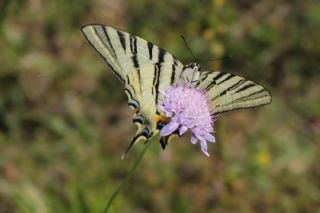 Erik Krlangkuyruk (Iphiclides podalirius)