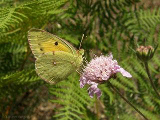 Sar Azamet (Colias croceus)