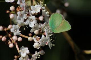Zmrt (Callophrys rubi)