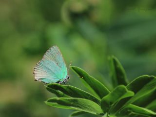 Zmrt (Callophrys rubi)