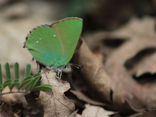 Zmrt (Callophrys rubi)