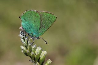 Zmrt (Callophrys rubi)