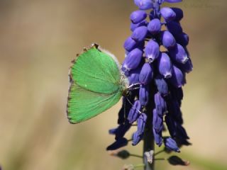 Zmrt (Callophrys rubi)