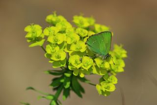 Zmrt (Callophrys rubi)