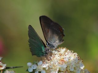 Zmrt (Callophrys rubi)