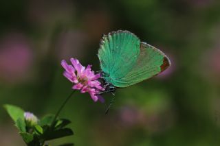 Zmrt (Callophrys rubi)