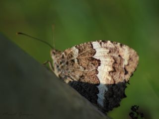 Kara Murat (Brintesia  circe)