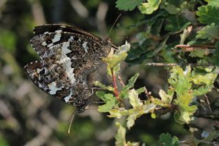 Kara Murat (Brintesia  circe)