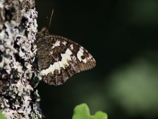 Kara Murat (Brintesia  circe)