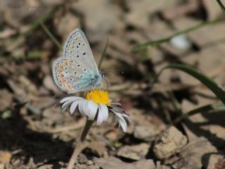 okgzl Meneke Mavisi (Polyommatus thersites)