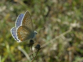 okgzl Meneke Mavisi (Polyommatus thersites)