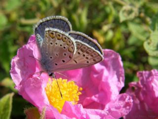 okgzl Meneke Mavisi (Polyommatus thersites)