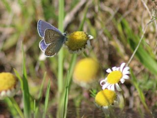 okgzl Meneke Mavisi (Polyommatus thersites)