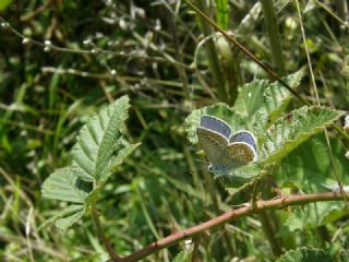 okgzl Meneke Mavisi (Polyommatus thersites)