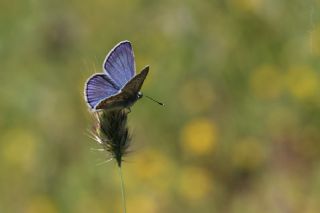 okgzl Meneke Mavisi (Polyommatus thersites)