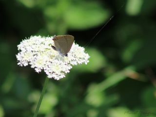 Minik Sevbeni (Satyrium acaciae)