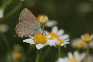 Minik Sevbeni (Satyrium acaciae)