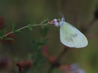 Doulu Narin Orman Beyaz (Leptidea duponcheli)