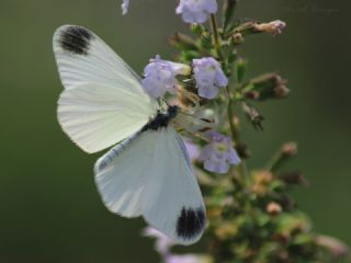 Doulu Narin Orman Beyaz (Leptidea duponcheli)