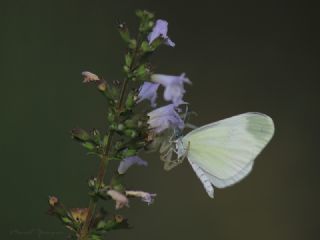 Doulu Narin Orman Beyaz (Leptidea duponcheli)