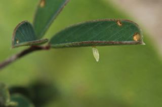 Doulu Narin Orman Beyaz (Leptidea duponcheli)