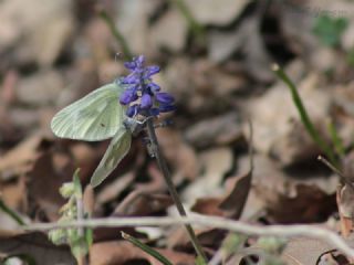 Doulu Narin Orman Beyaz (Leptidea duponcheli)