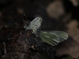 Doulu Narin Orman Beyaz (Leptidea duponcheli)