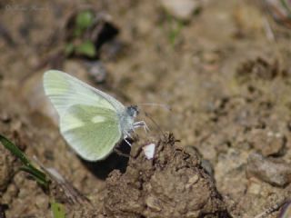 Doulu Narin Orman Beyaz (Leptidea duponcheli)