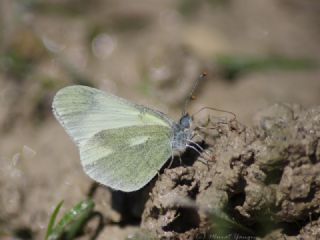 Doulu Narin Orman Beyaz (Leptidea duponcheli)