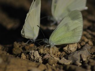 Narin Orman Beyaz (Leptidea sinapis)
