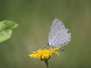 Kutsal Mavi (Celastrina argiolus)