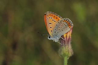 Kk Ate Gzeli (Lycaena thersamon)