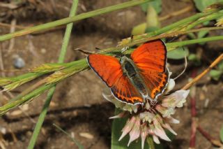 Kk Ate Gzeli (Lycaena thersamon)