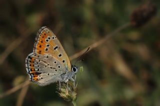 Kk Ate Gzeli (Lycaena thersamon)