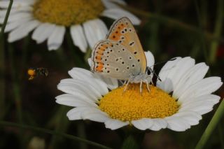 Kk Ate Gzeli (Lycaena thersamon)