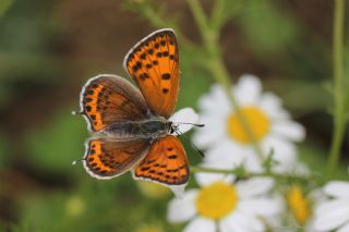 Kk Ate Gzeli (Lycaena thersamon)