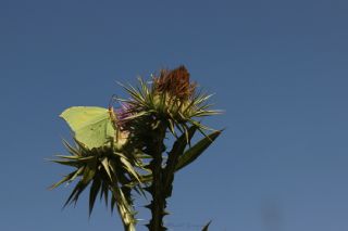 Orakkanat (Gonepteryx rhamni)